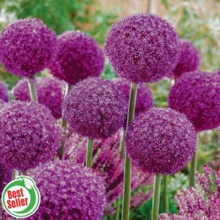 Ambassador Allium Thumbnail